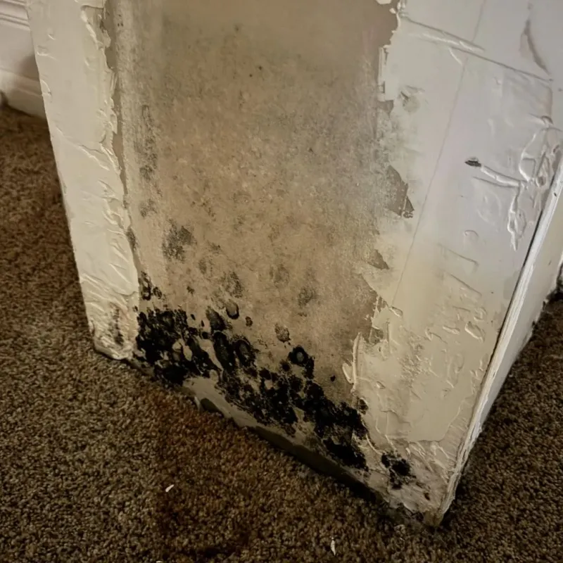 Professional Mold Removal in Bono, AR